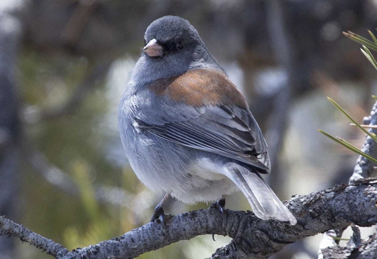 Dark-eyed Junco - ML554390991