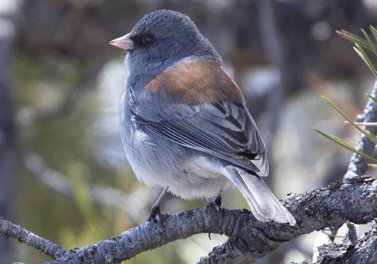 Dark-eyed Junco - ML554391001