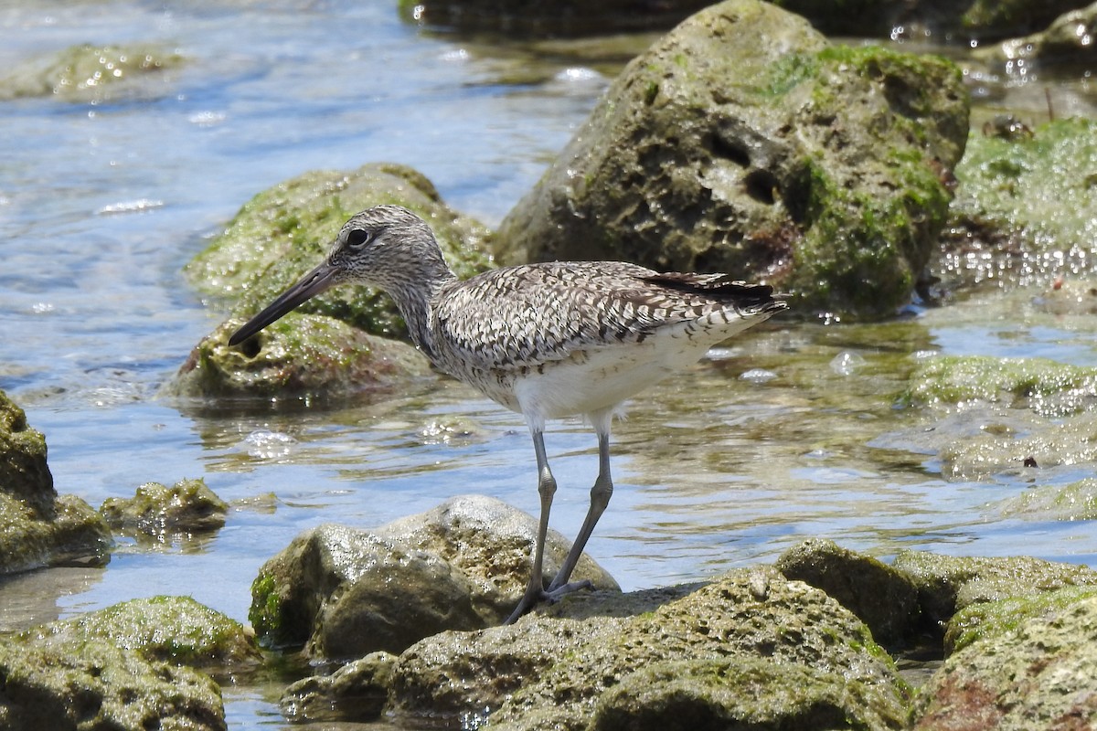 Willet - Steven Kaplan