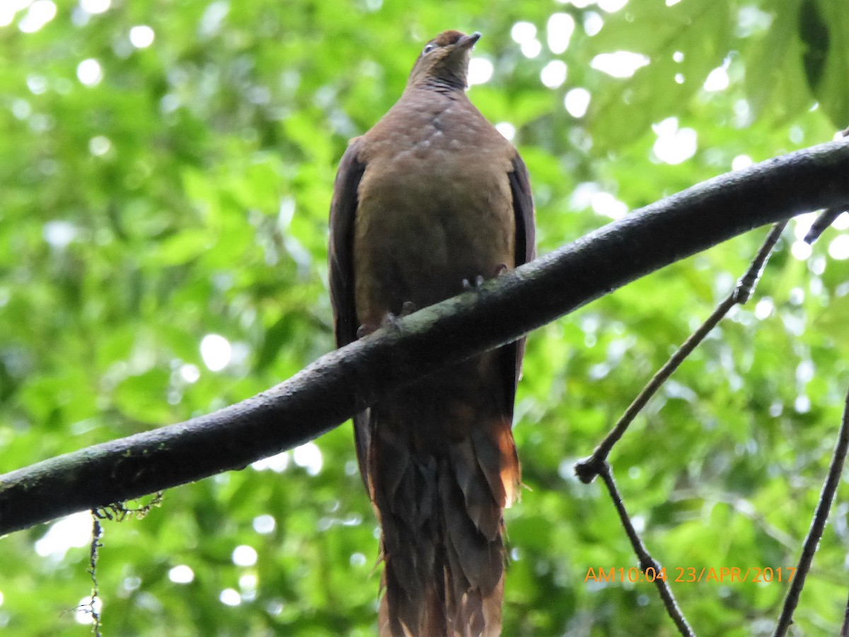 Brown Cuckoo-Dove - ML55439201