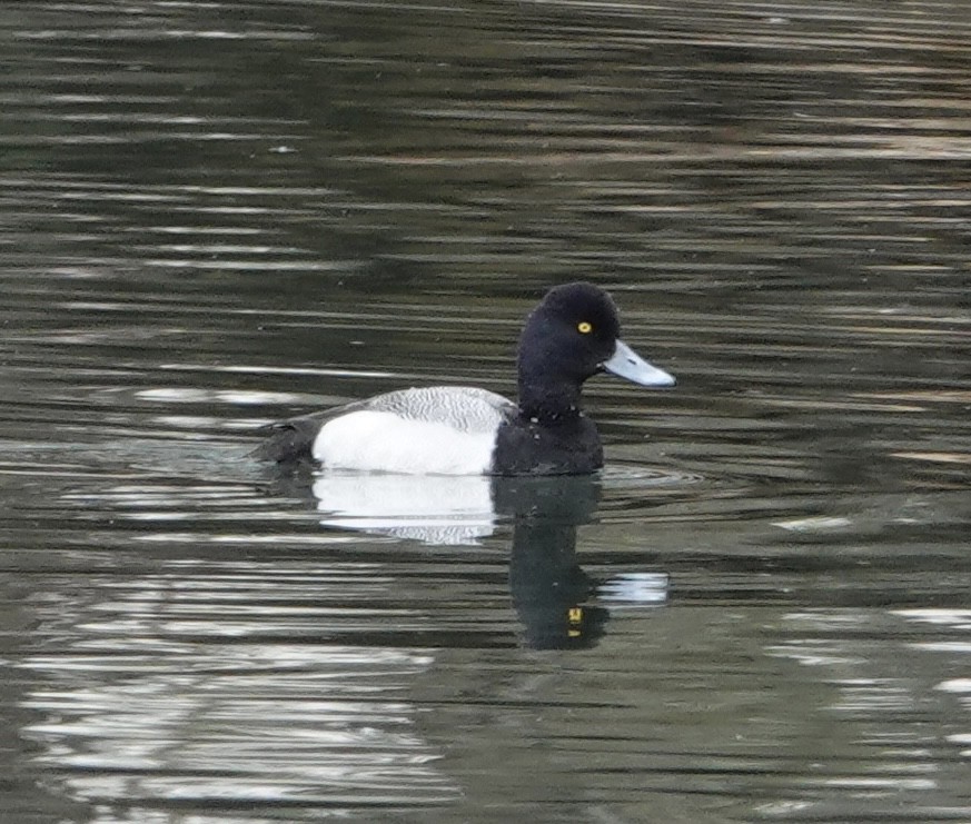 Lesser Scaup - ML554392601