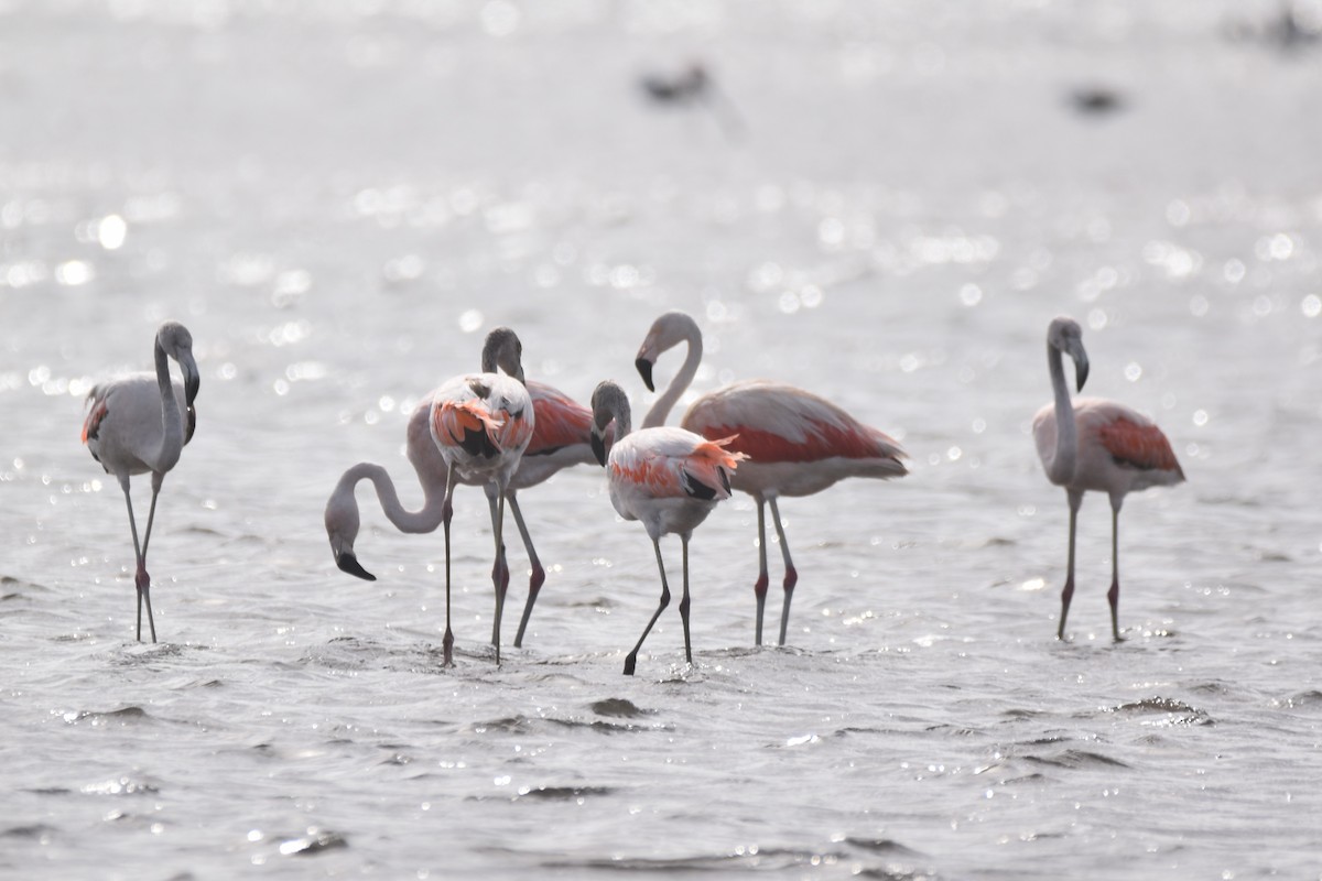 Chilean Flamingo - Víctor Sánchez