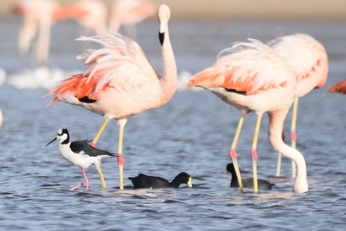 Chilean Flamingo - ML554394171