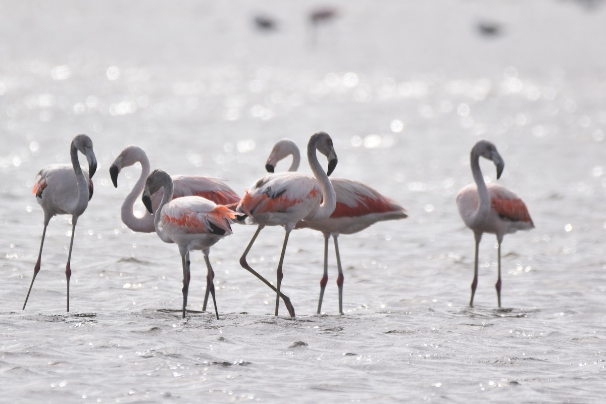 Chilean Flamingo - ML554394181