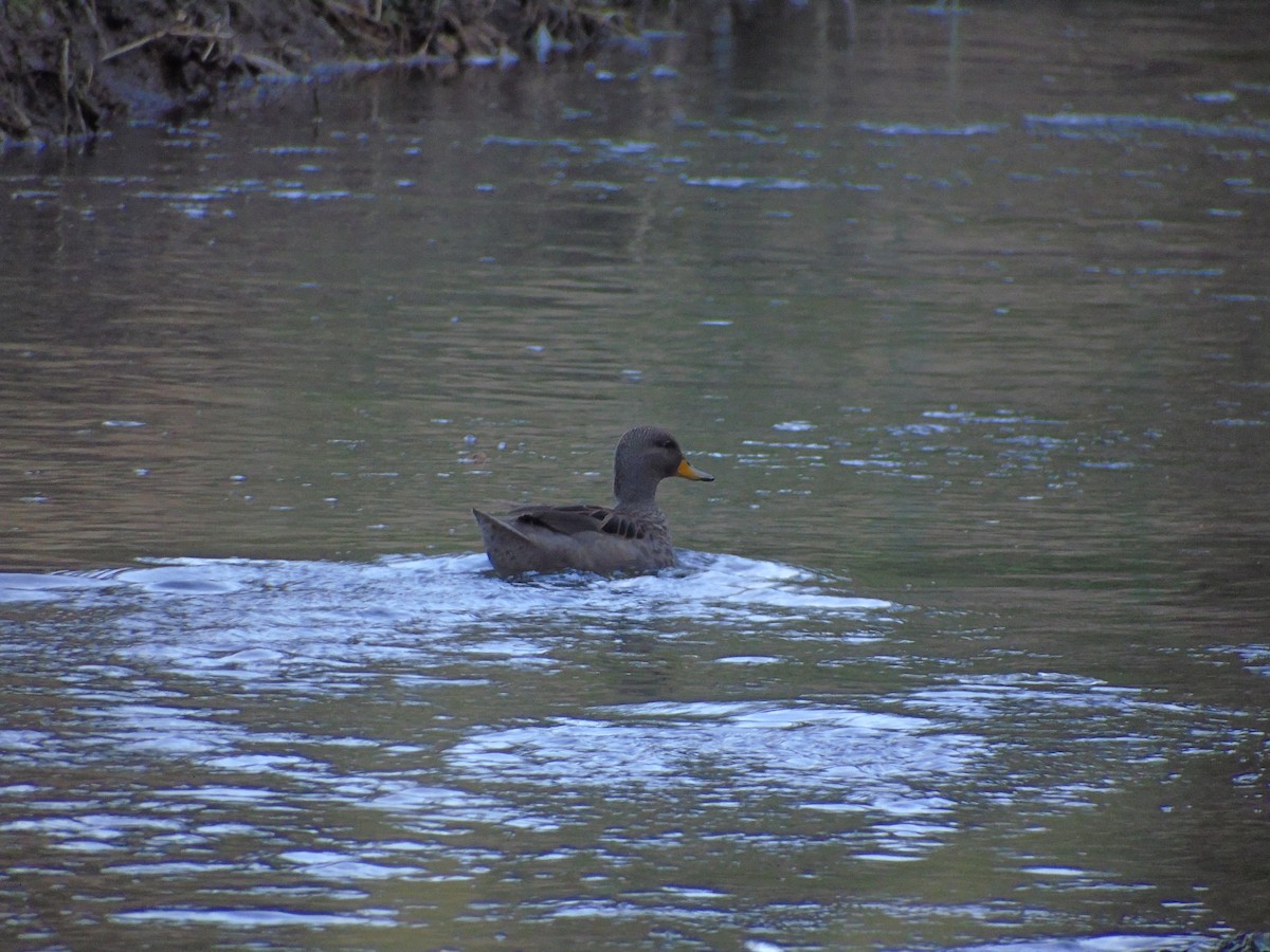 gulnebbkrikkand (flavirostris) - ML554394751