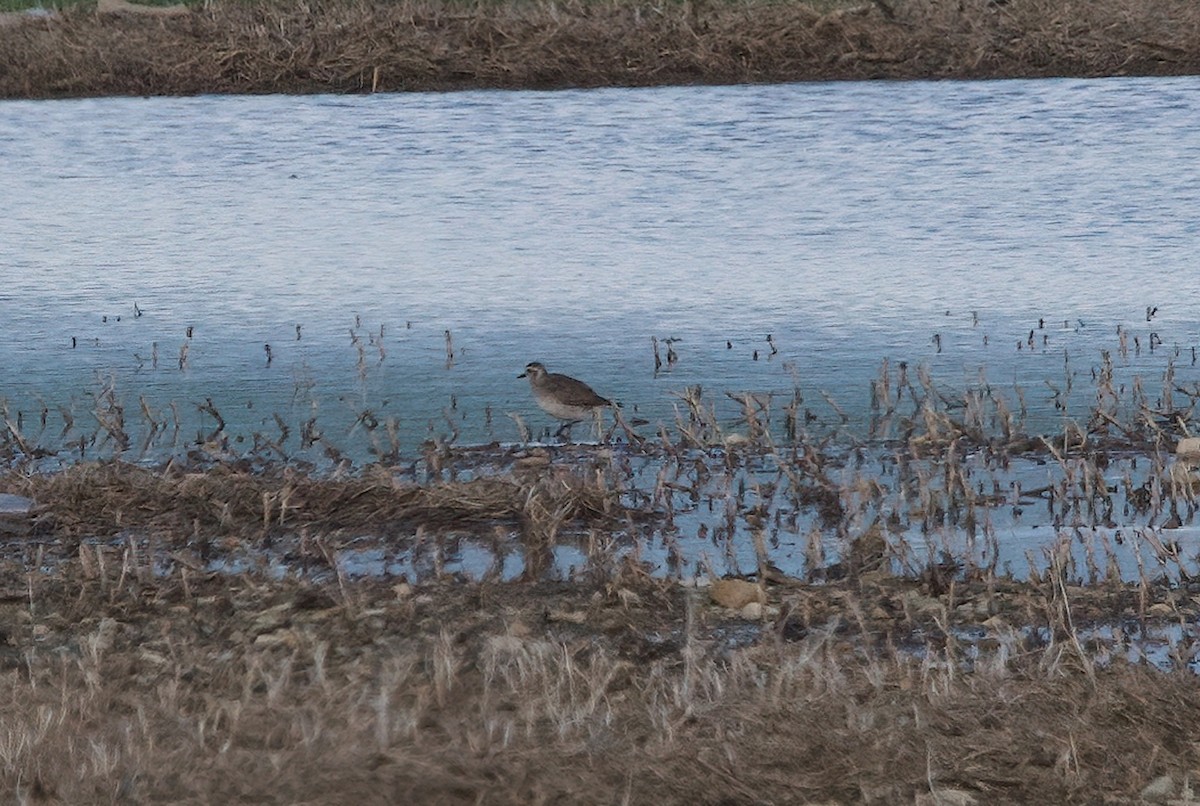 American Golden-Plover - Matt Mason