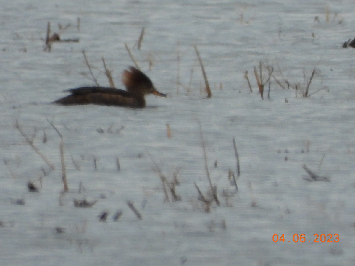 Hooded Merganser - Kurt Emmert  🦆