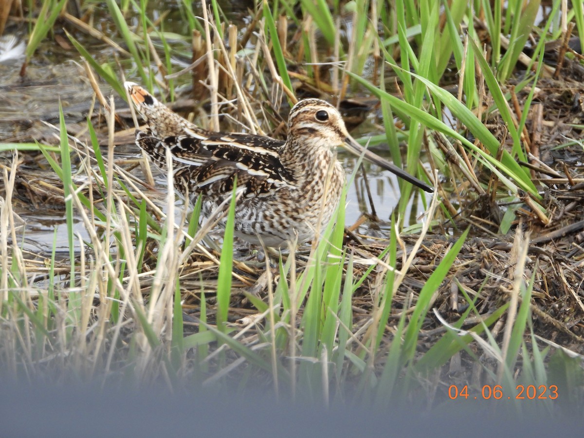 Wilson's Snipe - ML554396661