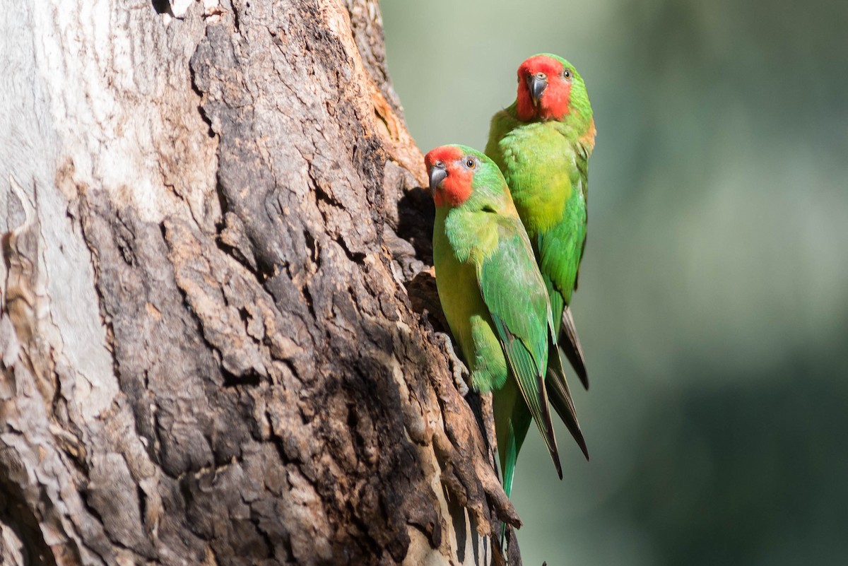 Little Lorikeet - Peter Taylor