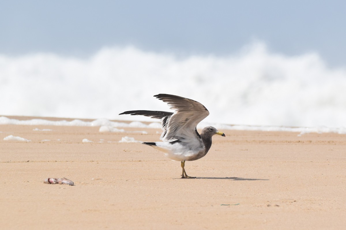 Olrog's Gull - ML554397641