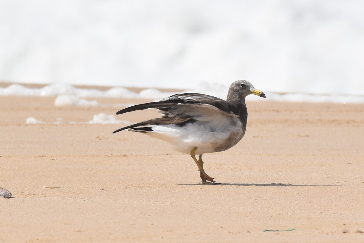 Olrog's Gull - ML554397651