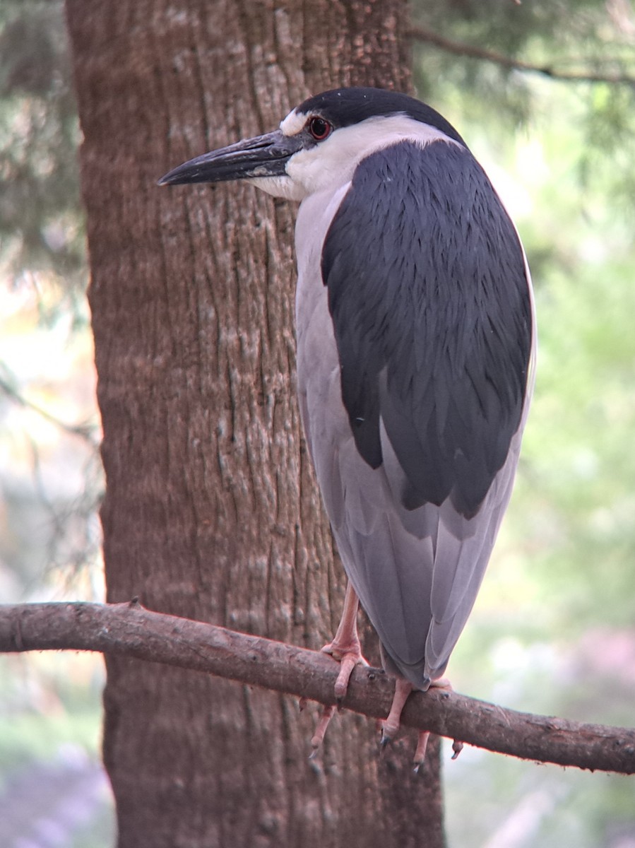 Black-crowned Night Heron - ML554397771