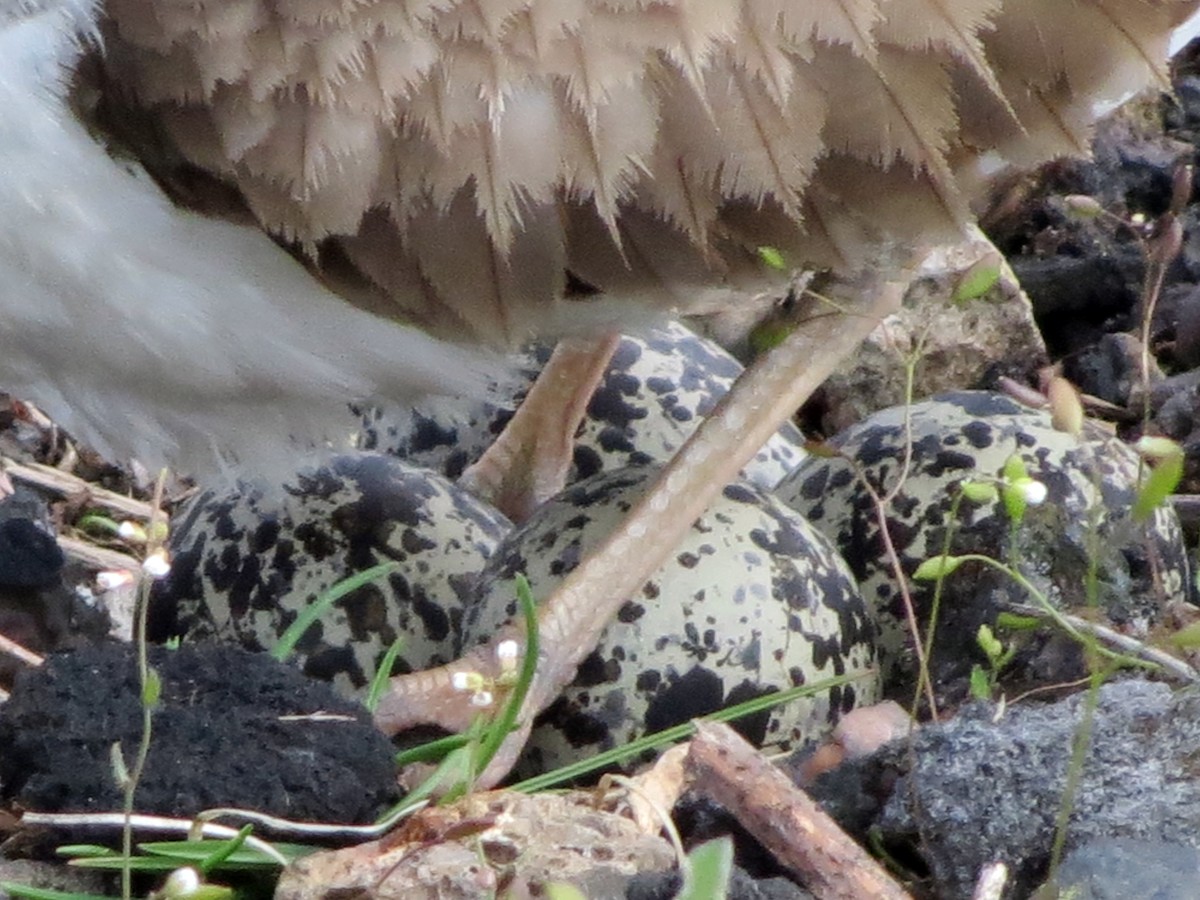 Killdeer - ML554397811