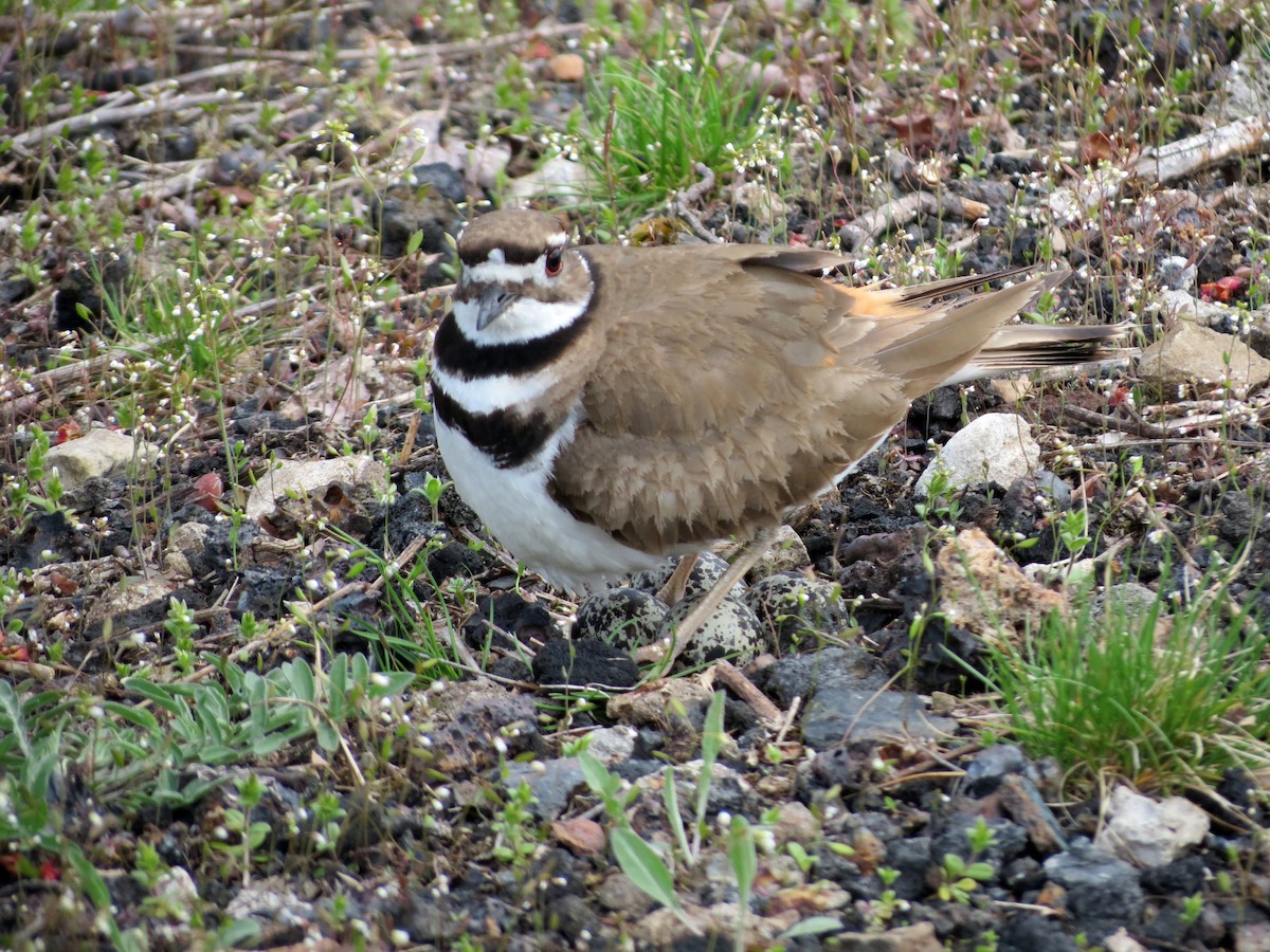 Killdeer - ML554397821