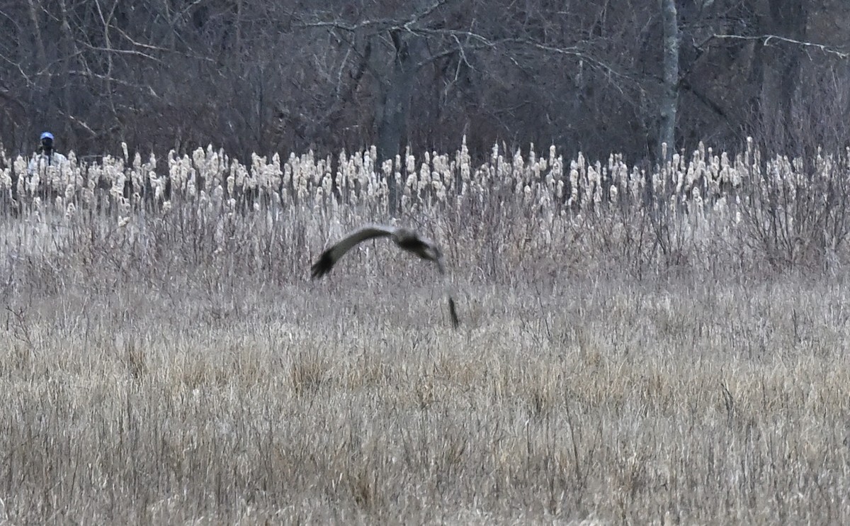 Northern Harrier - ML554398051