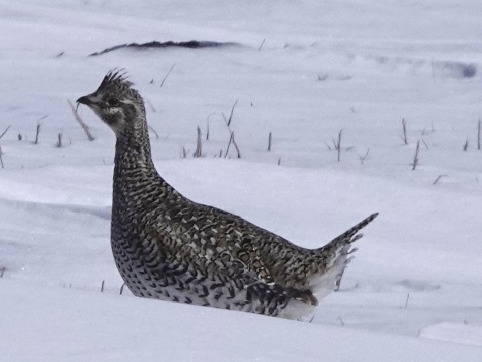 Sharp-tailed Grouse - ML554398311