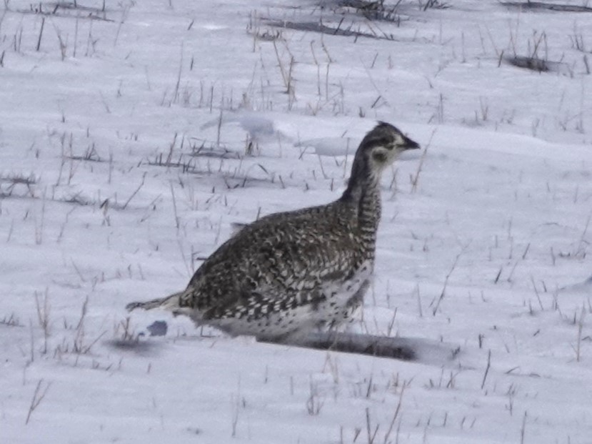 Sharp-tailed Grouse - ML554398331