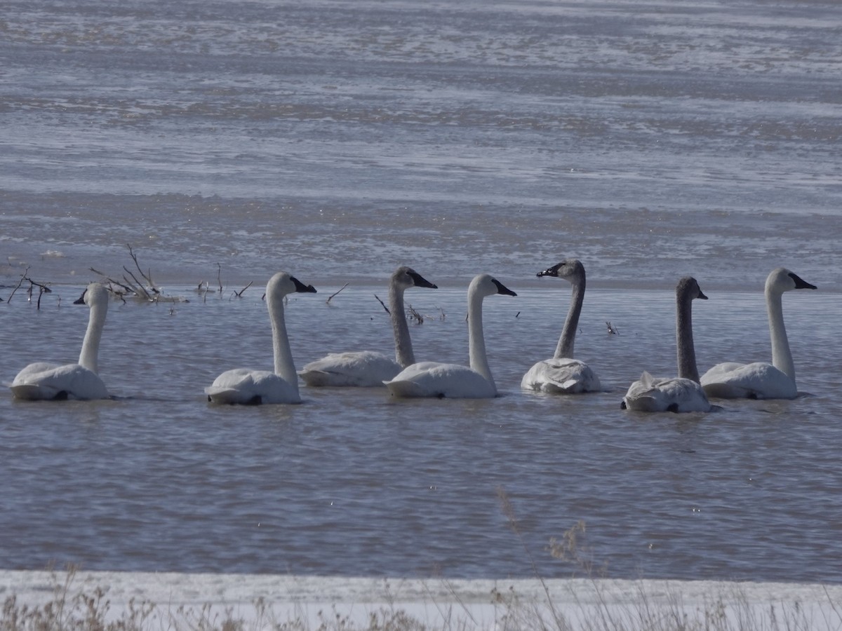 Trumpeter Swan - ML554398501