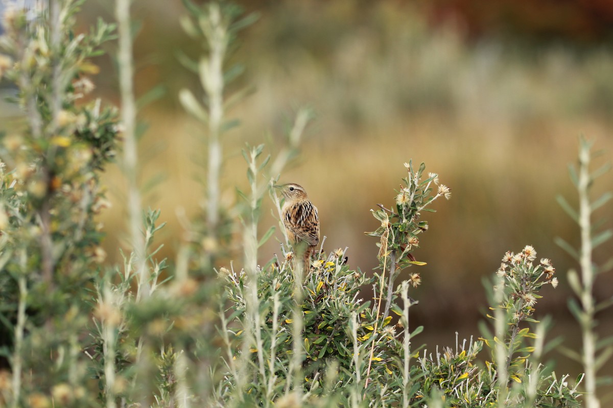 Grass Wren - Elisa Pieroni Javier Torres