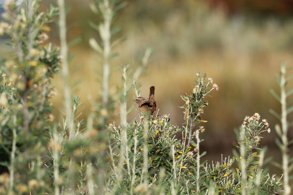 Grass Wren - ML554398941