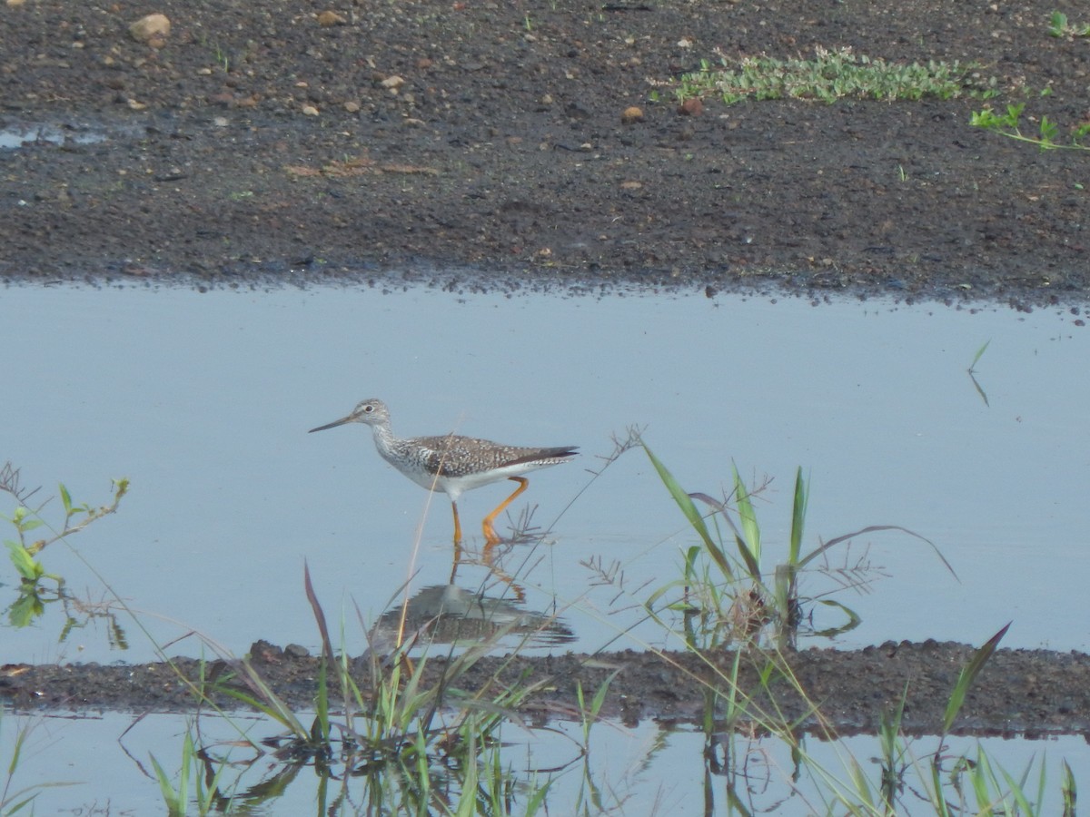 Greater Yellowlegs - ML554399051