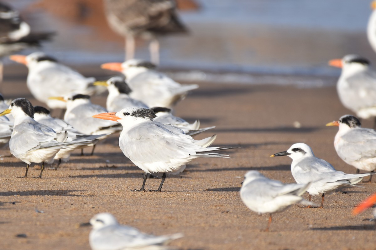 Royal Tern - Víctor Sánchez