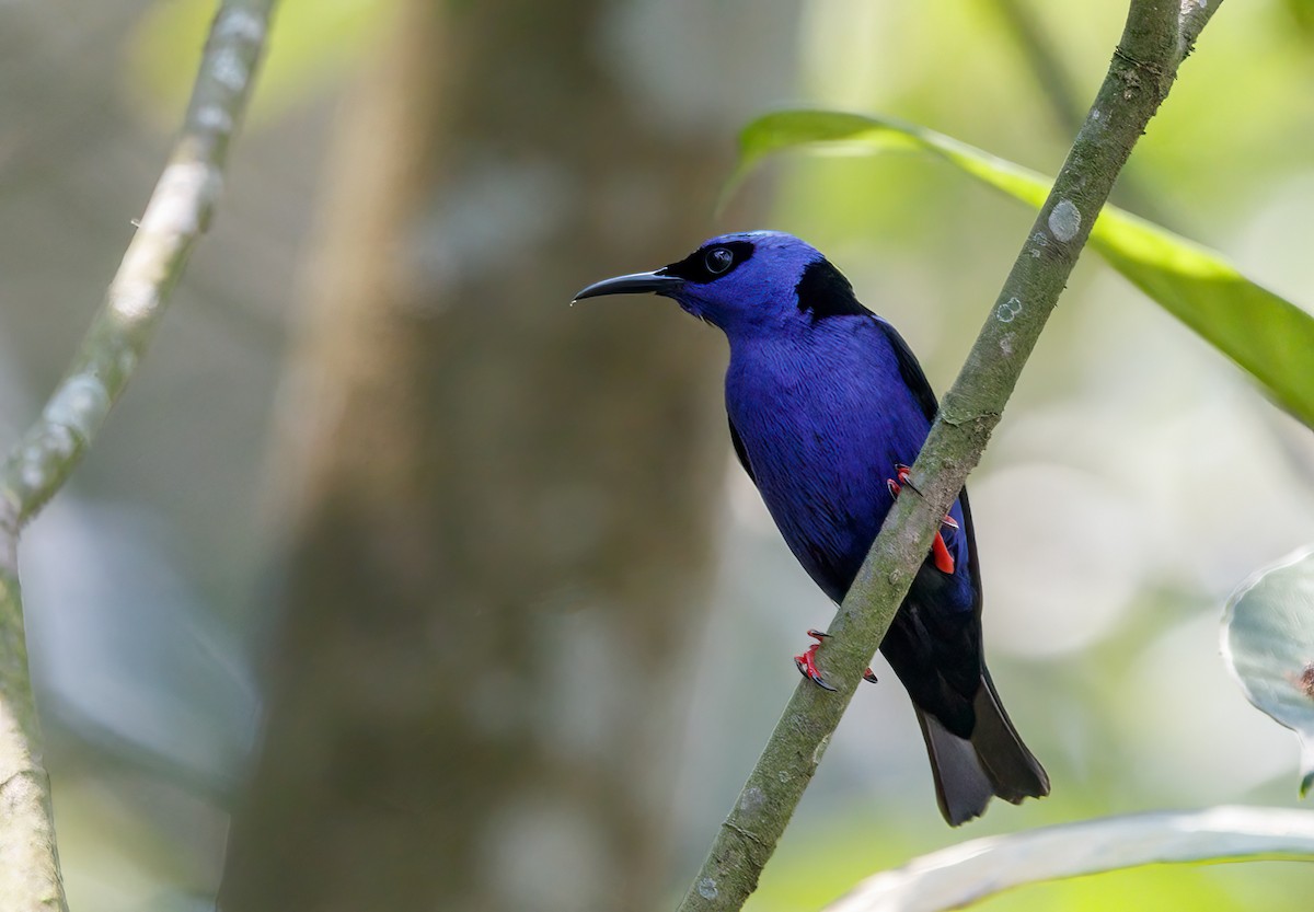 Red-legged Honeycreeper - Sergio Romero