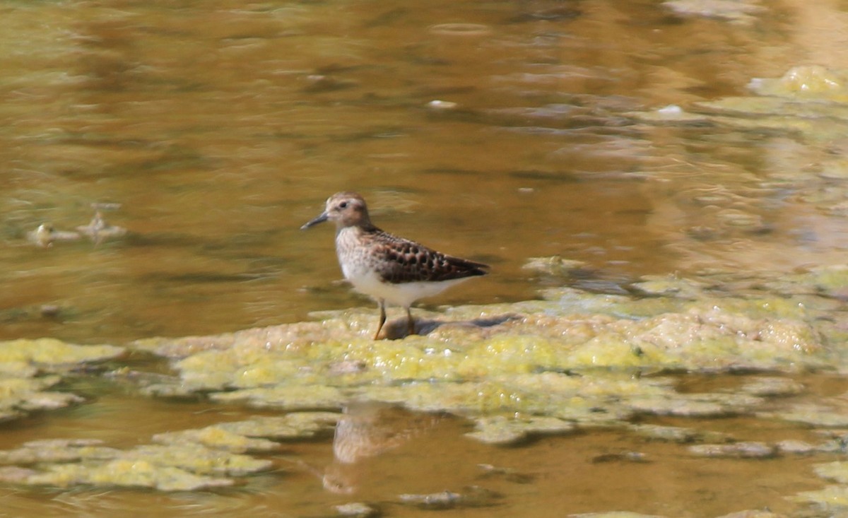 חופית זעירה - ML55440041