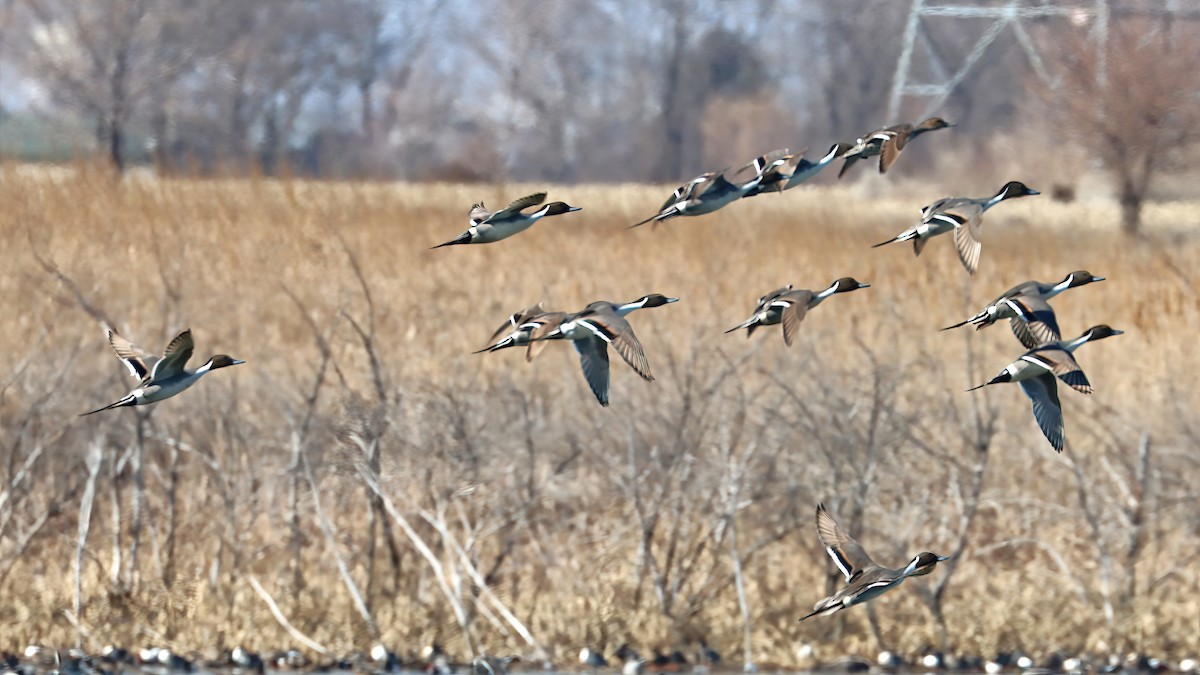 Northern Pintail - ML554402131