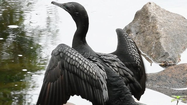 Little Black Cormorant - ML554403131