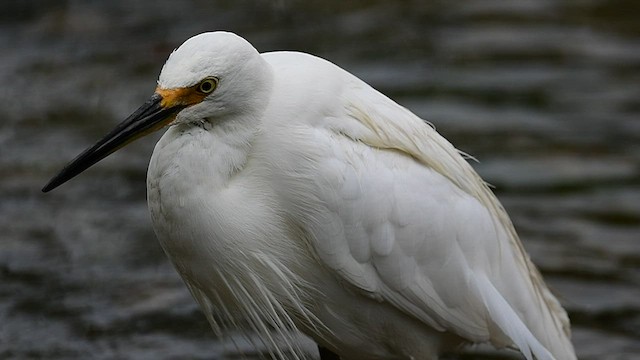 Little Egret - ML554403171