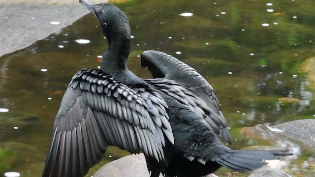 Little Black Cormorant - ML554403301