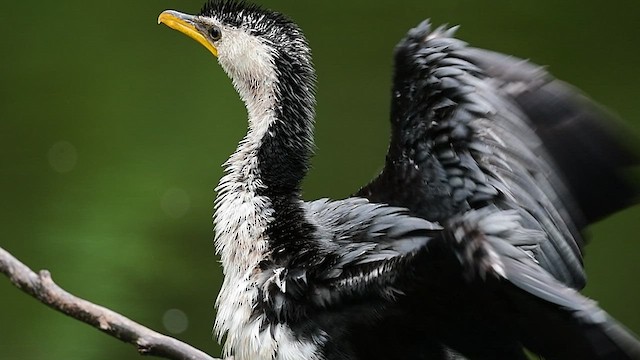 Little Pied Cormorant - ML554403401