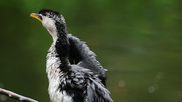 Little Pied Cormorant - ML554403411