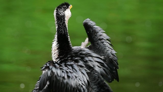 Little Pied Cormorant - ML554403431