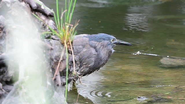 Striated Heron - ML554403571