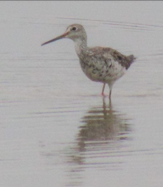 Greater Yellowlegs - ML554403871