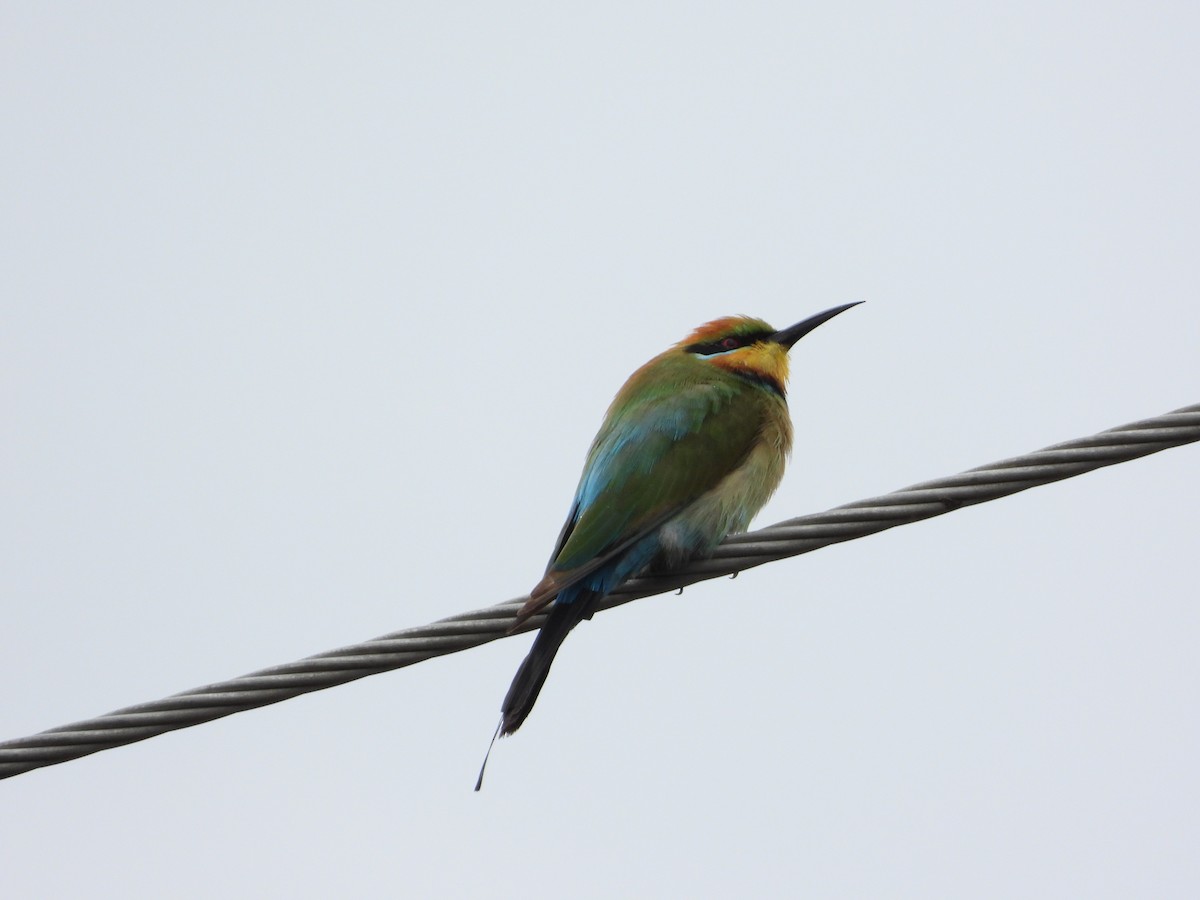 Rainbow Bee-eater - ML554404161