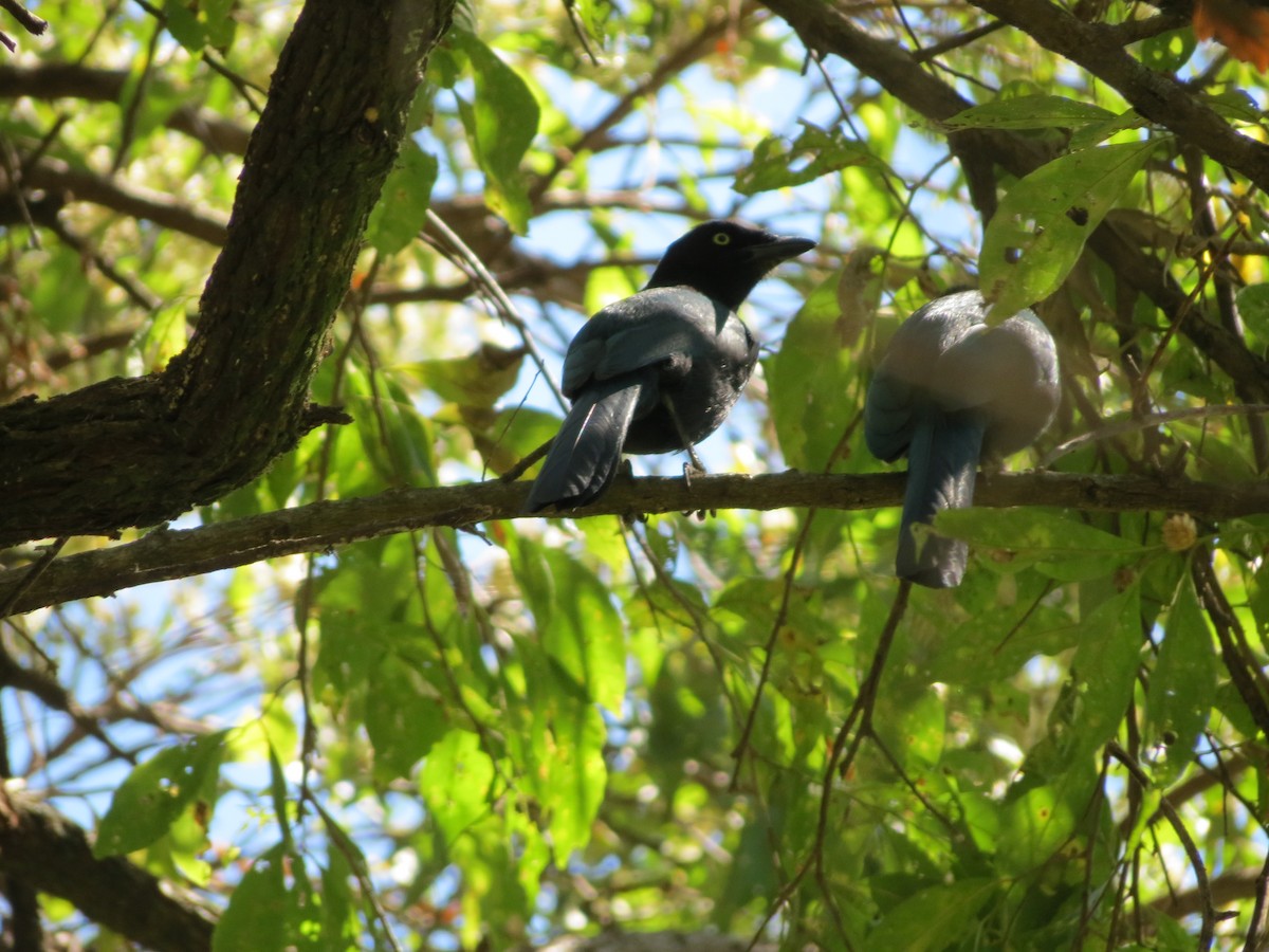 Bushy-crested Jay - ML554405151