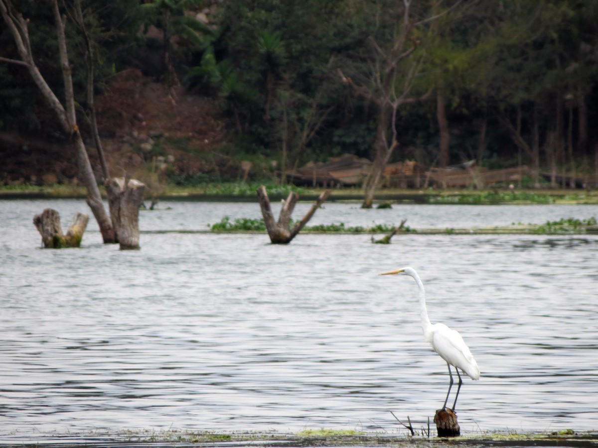 Great Egret - ML554406381