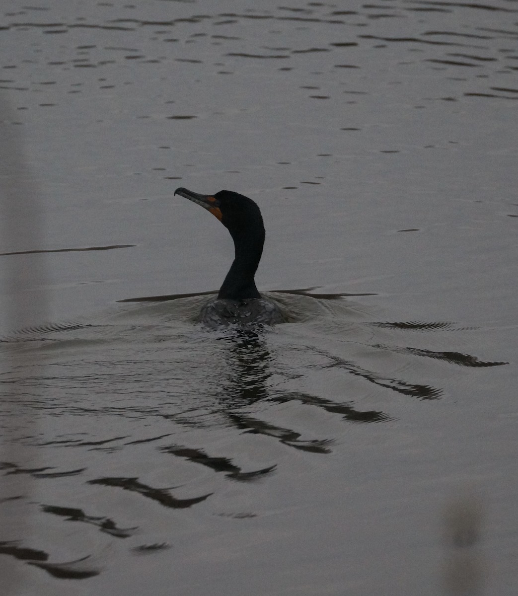 Double-crested Cormorant - ML554406541