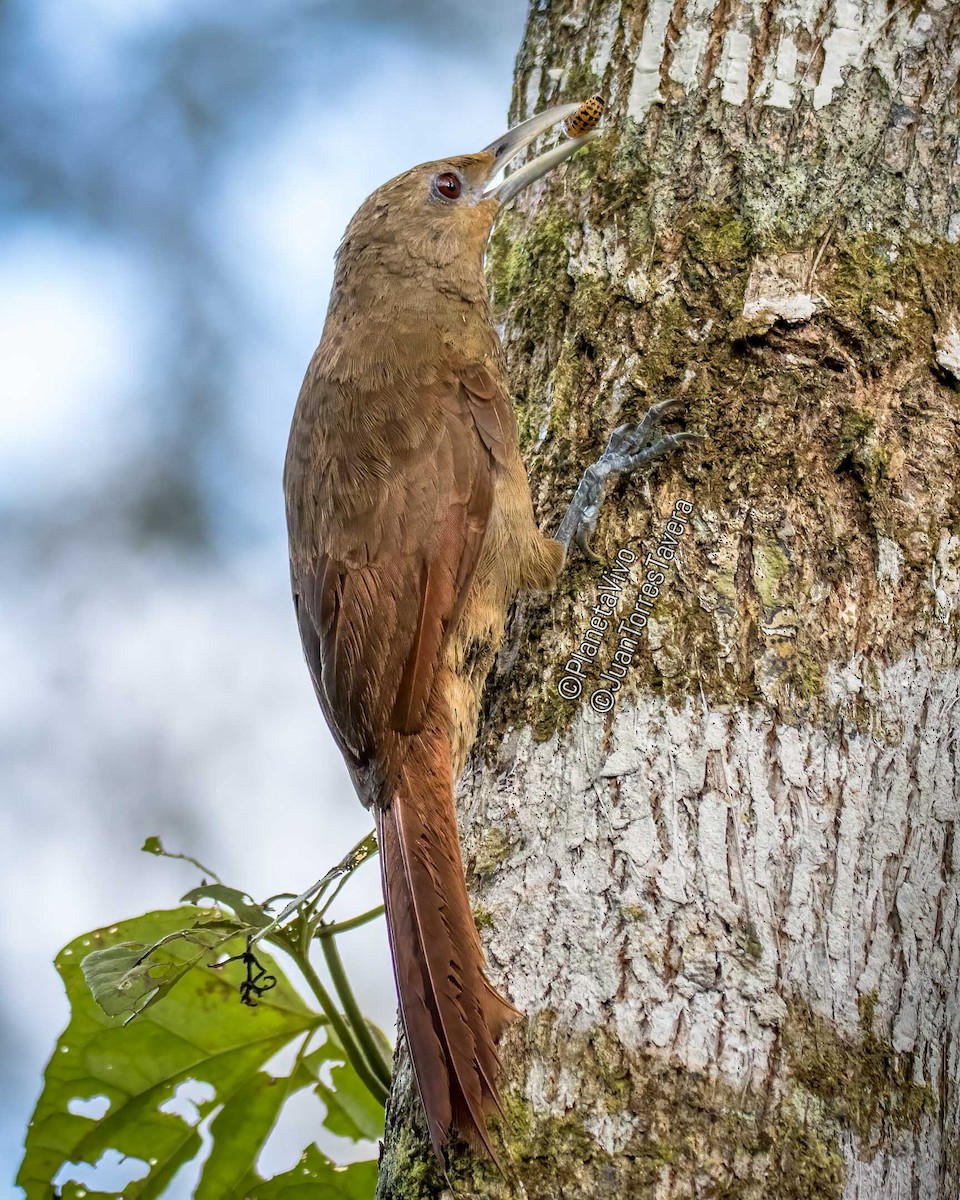 Cinnamon-throated Woodcreeper - Juan Torres Tavera