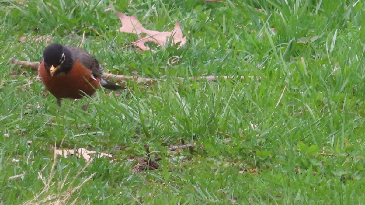 American Robin - ML554409281