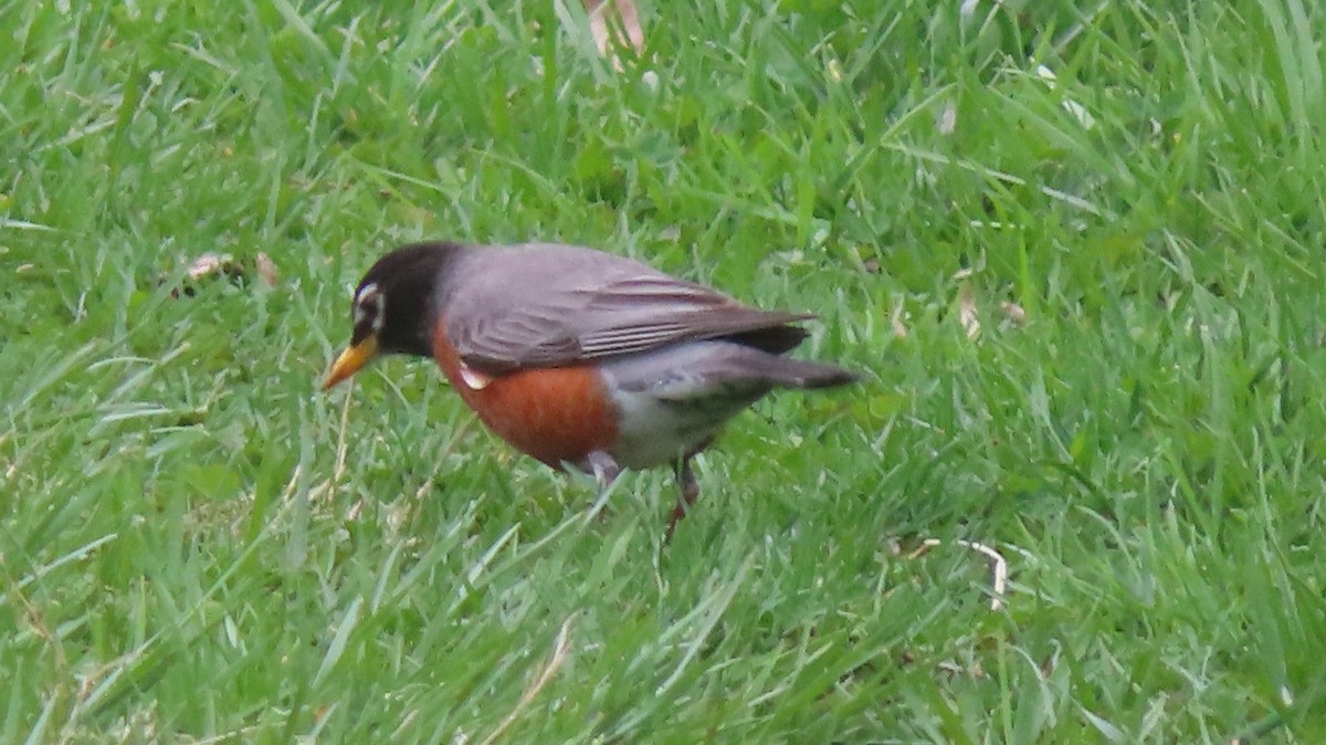 American Robin - ML554409351