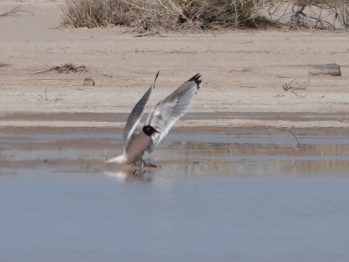 Franklin's Gull - ML554410031