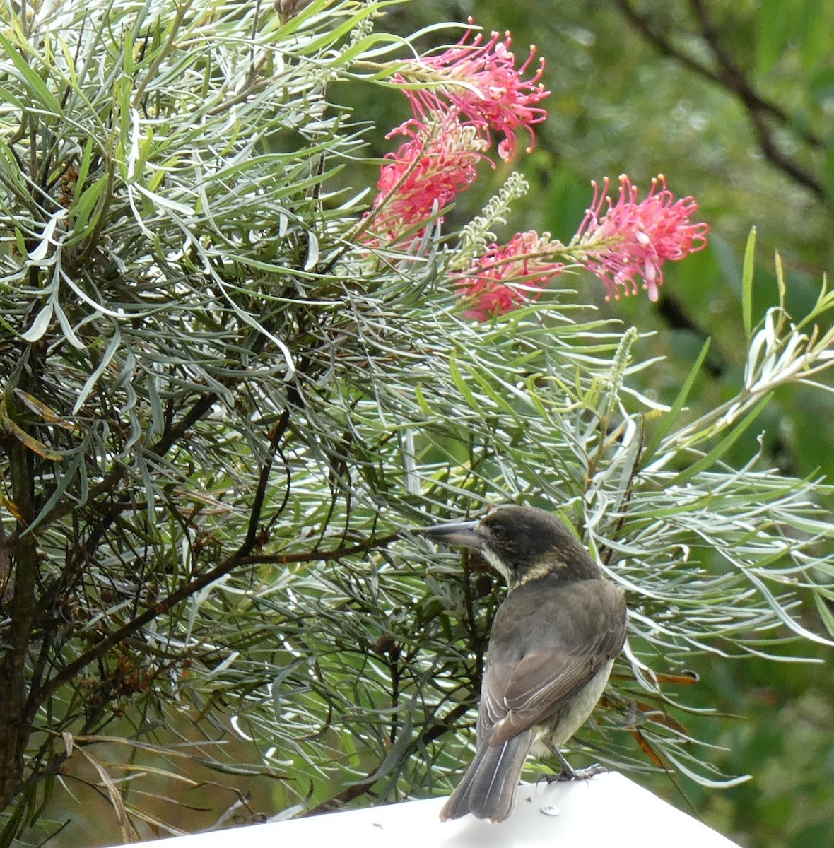 Gray Butcherbird - ML554410681