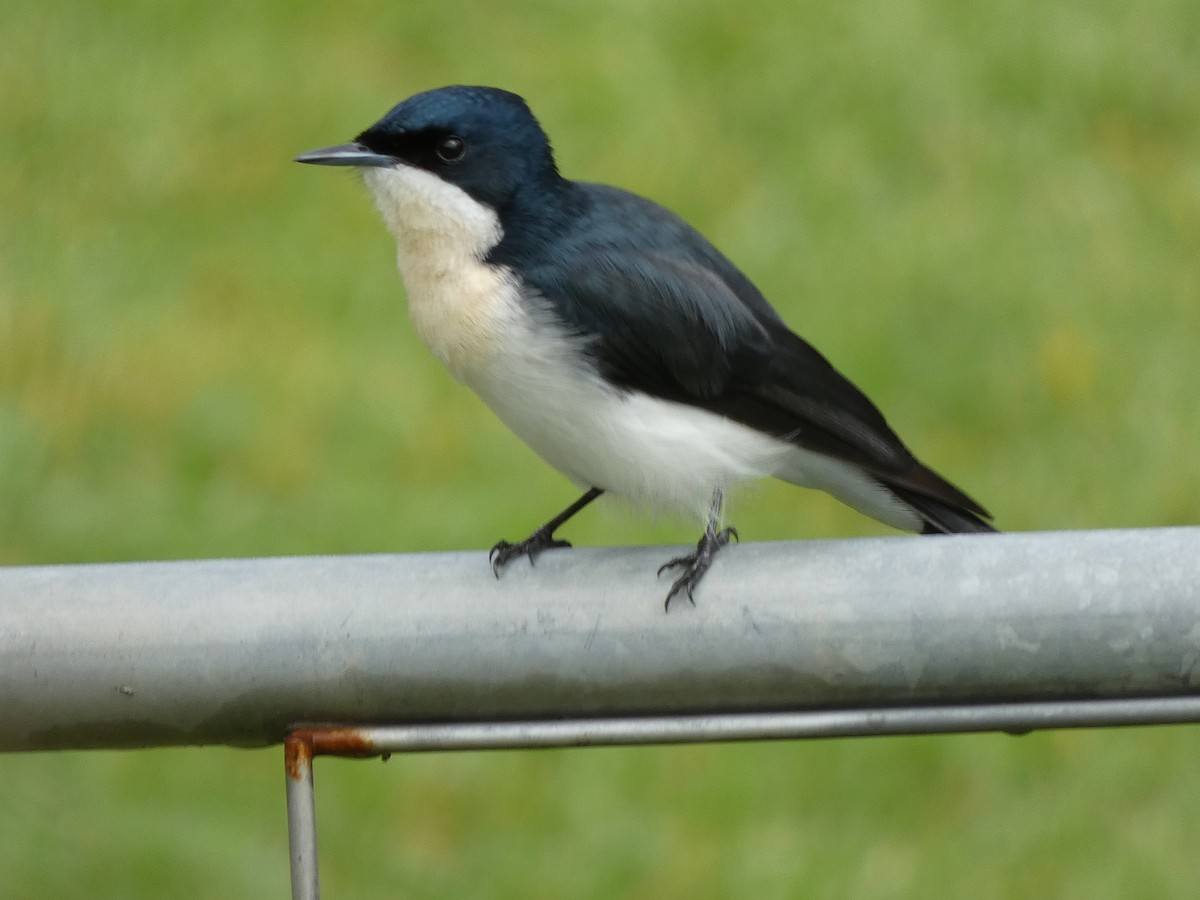 Restless Flycatcher - Robert Drake