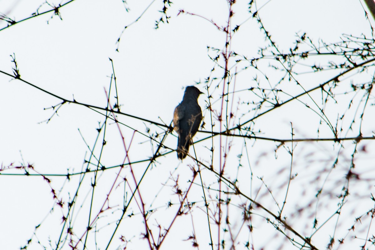 Gray-bellied Cuckoo - Shaurya Rahul Narlanka