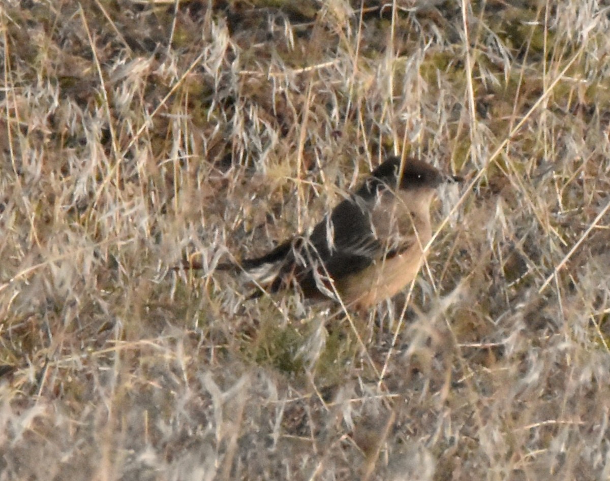 Say's Phoebe - Alec Andrus