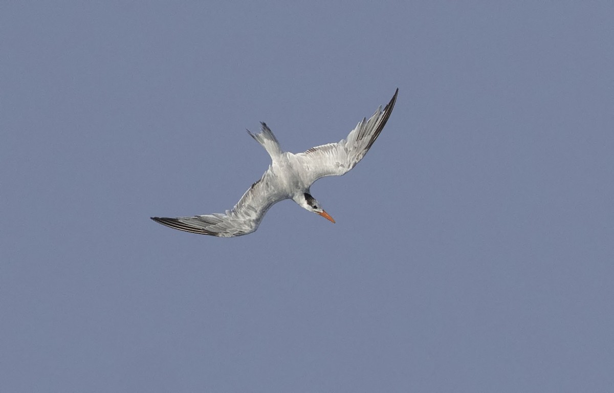 Royal Tern - ML554411301